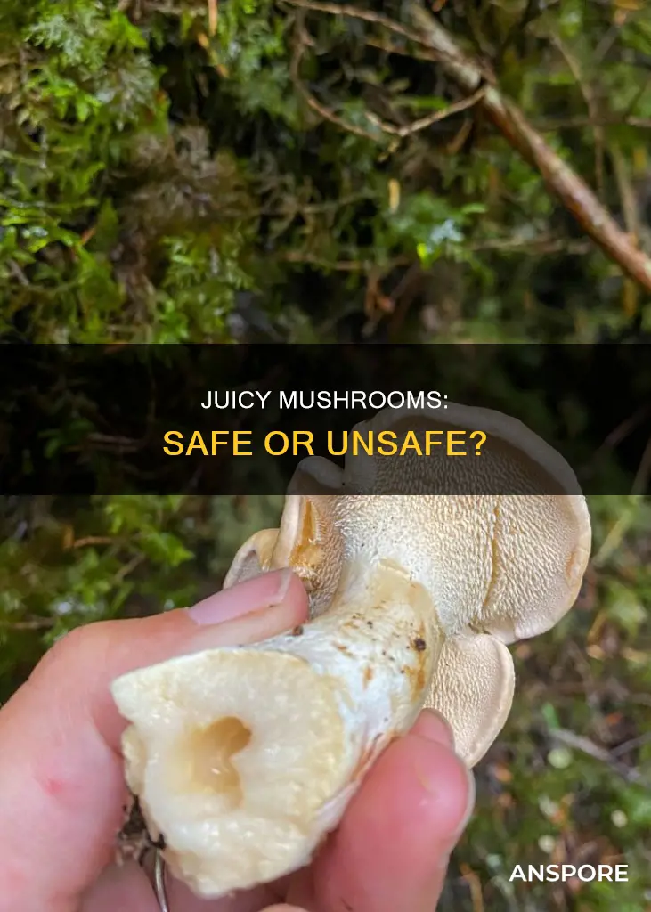 is juicy mushroom ok