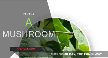 Mushroom or Not: Kava's Intriguing Nature