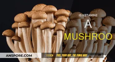 Ketamine and Mushrooms: Exploring the Similarities and Differences