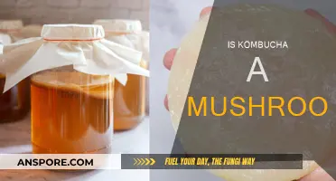 Kombucha: Mushroom Myth or Magical Brew?