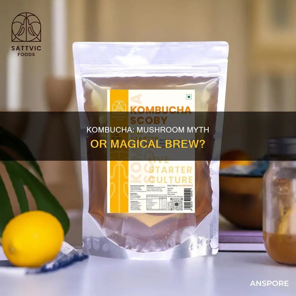 is kombucha a mushroom