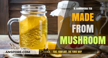 Kombucha Tea: Mushroom Myth or Fermented Tea Reality Explained