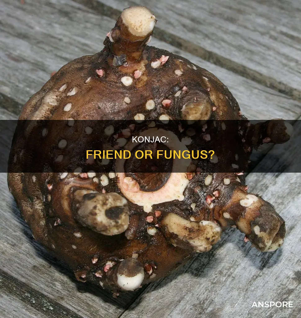 is konjac a mushroom