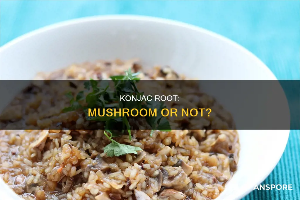 is konjac root a mushroom