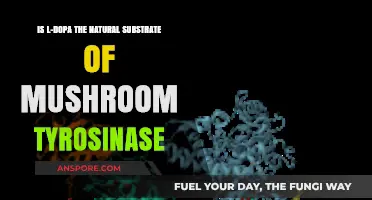 Exploring L-DOPA's Role as Mushroom Tyrosinase's Natural Substrate