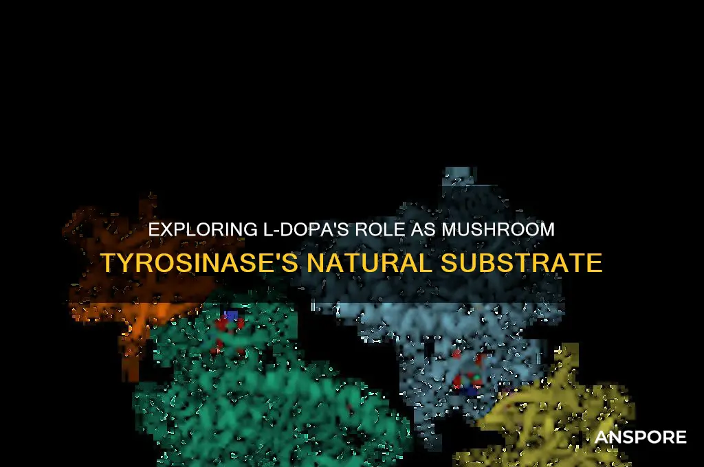 is l-dopa the natural substrate of mushroom tyrosinase