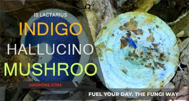Lactarius Indigo: Hallucinogenic Mushrooms and Their Effects