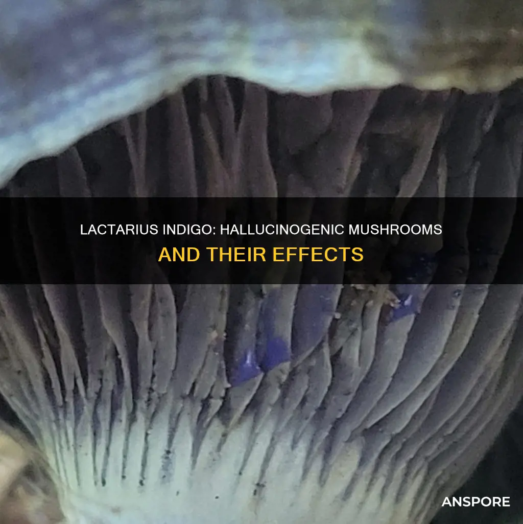 is lactarius indigo hallucinogenic mushrooms