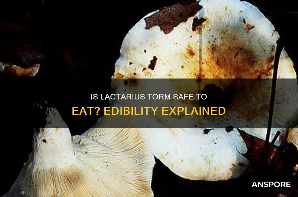 is lactarius torm an edible mushroom