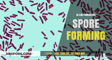 Lactobacillus and Spore Formation: Unraveling the Truth Behind the Myth