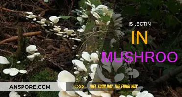 Lectin in Mushrooms: What You Need to Know