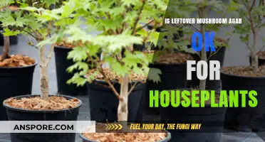 Can Leftover Mushroom Agar Safely Nourish Your Houseplants?