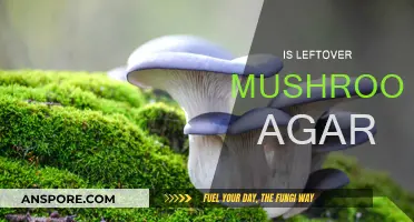 Leftover Mushroom Agar: Can You Reuse It?