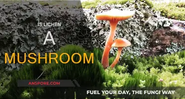 Lichen and Mushrooms: What's the Difference?