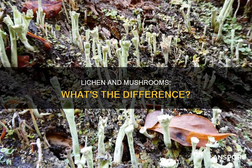 is lichen a mushroom