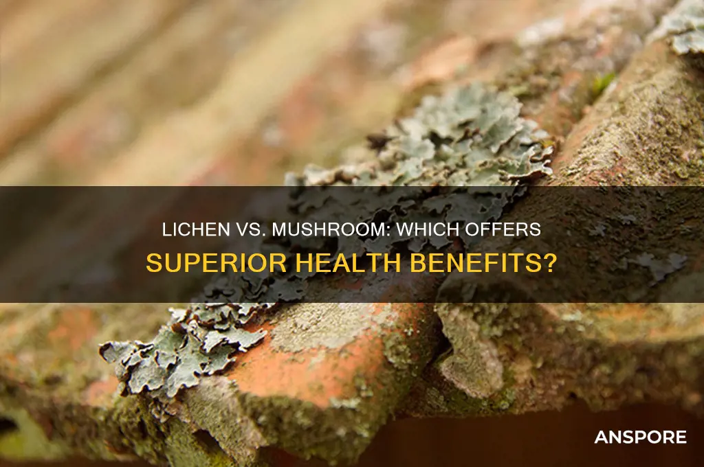is lichen better than mushroom health