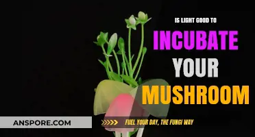 Is Light Essential for Mushroom Incubation? Unveiling the Truth