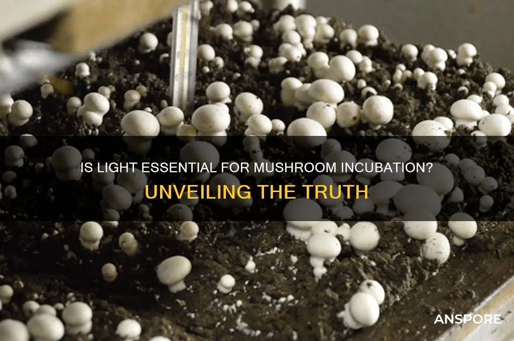 is light good to incubate your mushrooms