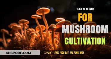 Mushroom Cultivation: The Role of Light in Growing Healthy Fungi