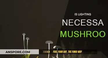 Mushroom Lighting: Is It Necessary?