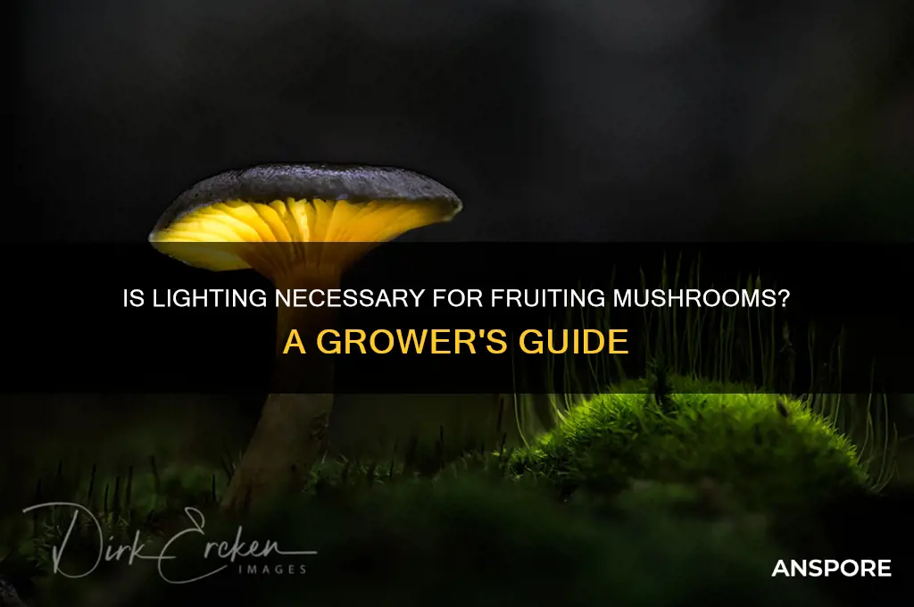 is lighting ok for fruiting mushrooms
