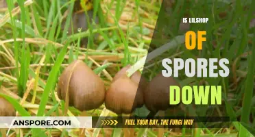 Is Lilshop of Spores Down? Current Status and Alternatives Explained