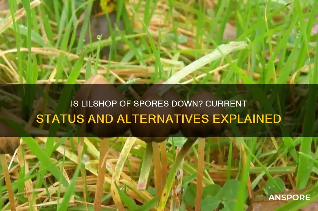 is lilshop of spores down