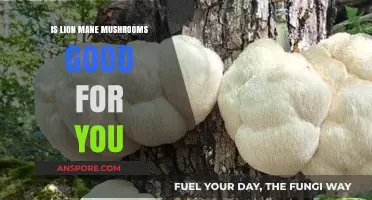 Lion's Mane Mushrooms: Unlocking Cognitive Health and Wellness Benefits