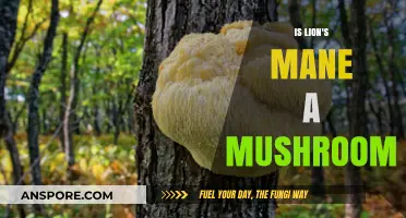 Lion's Mane: Unveiling the Truth About This Unique Mushroom