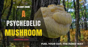 Lion's Mane Mushroom: Psychedelic or Not? Unveiling the Truth