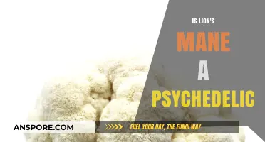 Lion's Mane Mushroom: Psychedelic or Cognitive Enhancer?