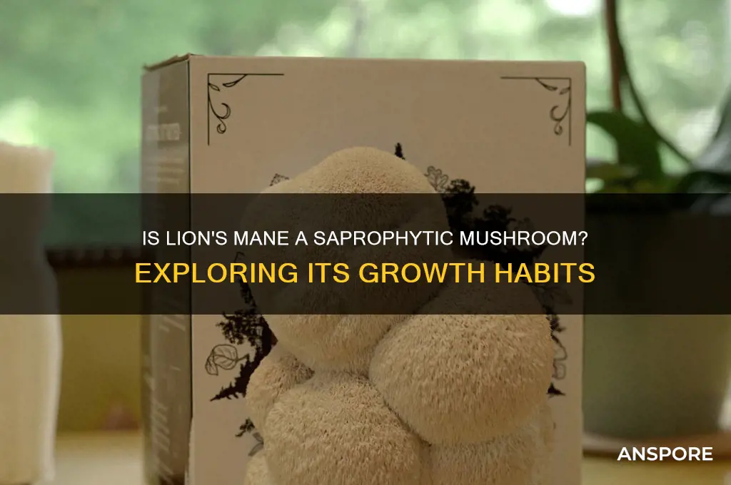 is lions mane a saprophytic mushrooms