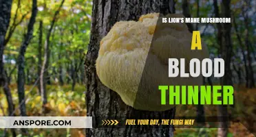 Lion's Mane Mushroom and Blood Thinning: What You Need to Know