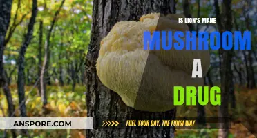 Is Lion's Mane Mushroom a Drug? Unraveling Its Benefits and Uses