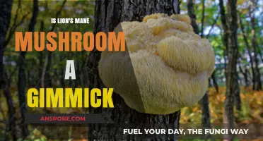 Lion's Mane Mushroom: Hype or Real Cognitive Superfood?