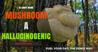 Lion's Mane Mushroom: Hallucinogenic or Cognitive Booster?