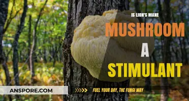 Lion's Mane Mushroom: Stimulant or Cognitive Enhancer? Exploring Its Effects