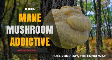 Is Lion's Mane Mushroom Addictive? Uncovering the Truth and Myths