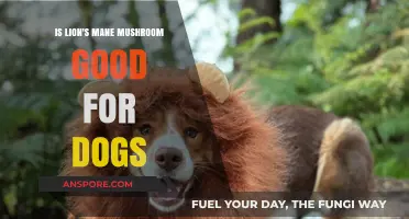 Lion's Mane Mushroom for Dogs: Benefits, Safety, and Usage Guide