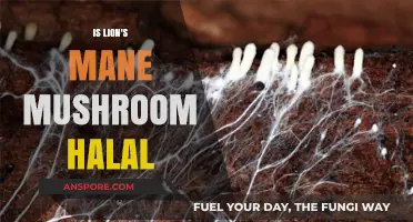 Is Lion's Mane Mushroom Halal? Exploring Its Islamic Dietary Status