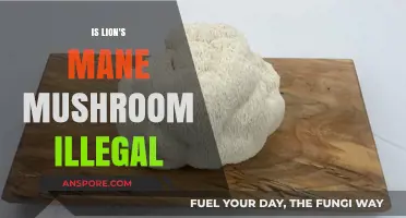Is Lion's Mane Mushroom Illegal? Legal Status and Regulations Explained