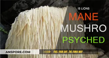 Psychedelic Lions Mane Mushrooms: A Trippy Experience?