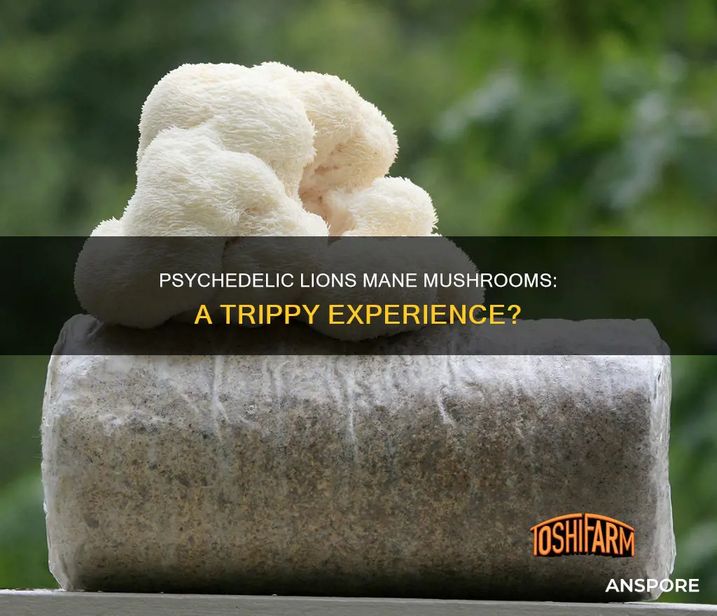 is lions mane mushroom psychedelic