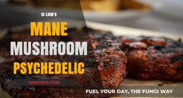 Lion's Mane Mushroom: Psychedelic Properties or Cognitive Enhancer?