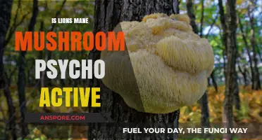 Is Lion's Mane Mushroom Psychoactive? Unraveling the Myth and Facts