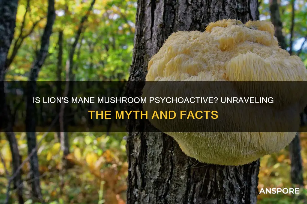 is lions mane mushroom psycho active