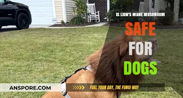 Lion's Mane Mushroom for Dogs: Safety, Benefits, and Risks Explained