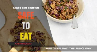 Lion's Mane Mushroom Safety: Edible Benefits and Potential Risks Explained