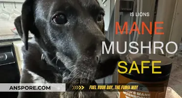 Lion's Mane Mushroom: Safe Superfood?