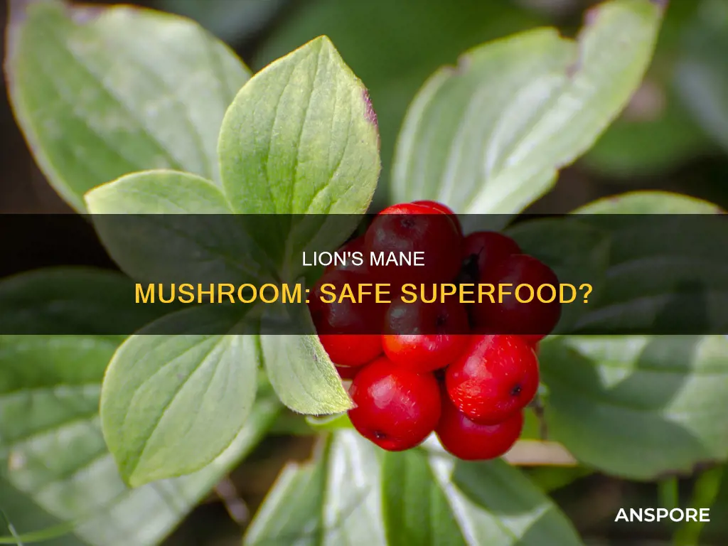 is lions mane mushroom safe